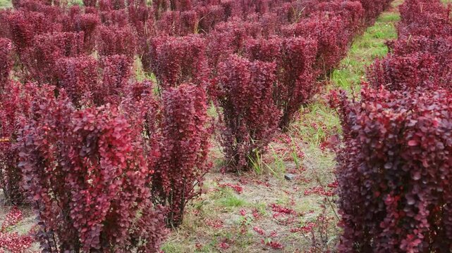 Row of red barberry bushes in a field with green grass and dry soil