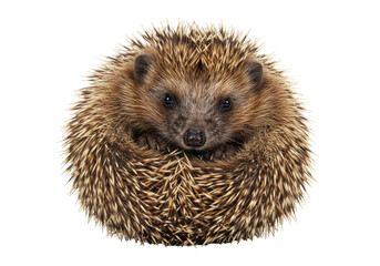 Isolated European hedgehog curled up in a defensive posture, showing its adorable face