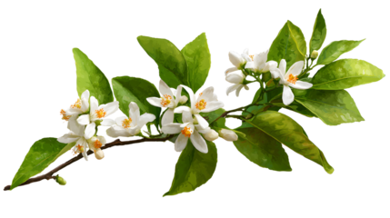 Delicate Citrus Blossoms on a Branch with Vibrant Green Leaves.