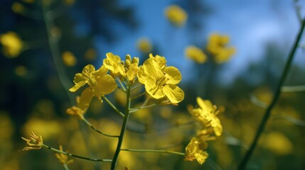 Mustard Seed Tree. Yellow Mustard Flowers Blooming in a Field