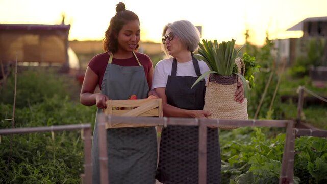 Senior mother and her adult daughter walking and talking in their community garden, holding a crate of tomatoes and a basket of fresh leeks and herbs while enjoying a beautiful summer sunset