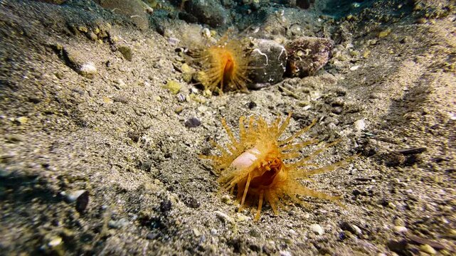 Two orange fileclams with striped tentacles, one behind the other, on the sandy seabed during daylight. The rear clam moves forward using the recoil principle. Filmed in the Indo-Pacific.
