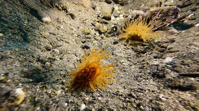 Two orange fileclams with striped tentacles, one behind the other, on the sandy seabed during daylight. The rear clam moves forward twice, using the recoil principle. Filmed in Indo-Pacific.