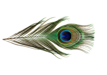Fototapeta premium Isolated peacock feather, an ornate single barb is green, blue, and brown for decoration
