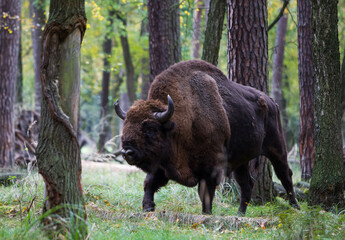 Stado żubrów w starym jesiennym lesie