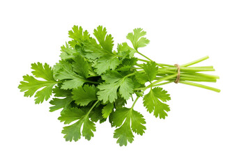 Isolated bunch of fresh cilantro ready to be chopped and used in a recipe, natural food