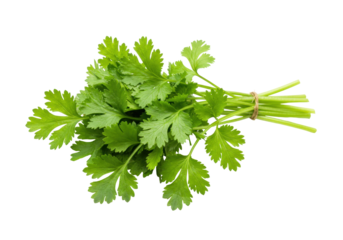 Isolated bunch of fresh cilantro ready to be chopped and used in a recipe, natural food