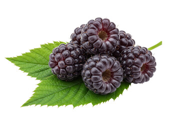 Isolated heap of fresh boysenberries and leaves on the sprig, close up studio shot, organic food