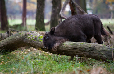 Stado żubrów w starym jesiennym lesie
