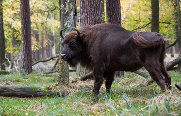 Stado żubrów w starym jesiennym lesie