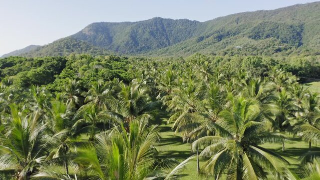 Palm plantation, aerial view, Queensland, Australia