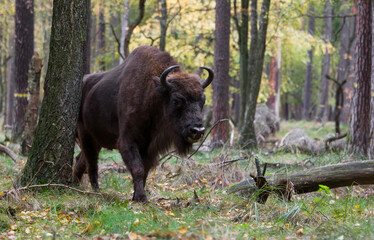 Stado żubrów w starym jesiennym lesie