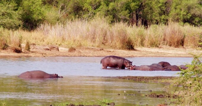 Group of hippos rest in a lake on a hot day.
