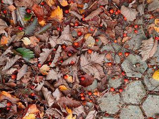 Colorful autumn background. Fall wallpaper with rowan leaves and berriies on the road