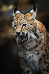 European lynx (Lynx lynx) portrait in the forest