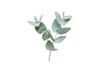 Isolated eucalyptus branch with gray-green leaves, single stem, floral decoration, design element © Rowan