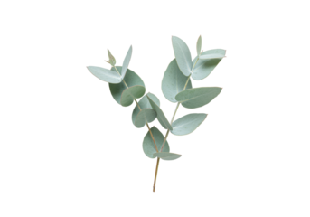 Isolated eucalyptus branch with gray-green leaves, single stem, floral decoration, design element