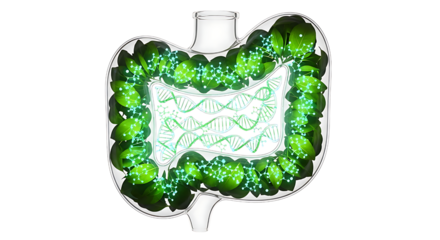 Human colon with microbiota isolated on transparent background is shown here