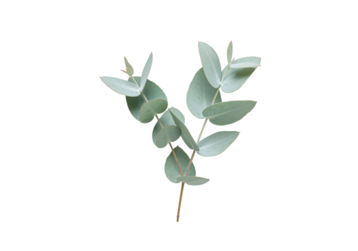 Isolated eucalyptus branch with gray-green leaves, single stem, floral decoration, design element