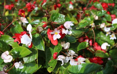 Bush of white and red Begonia semperflorens, or Wax begonia,  in blooming 