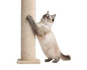 Cute Balinese or Ragdoll kitten scratching a beige post isolated on a transparent background