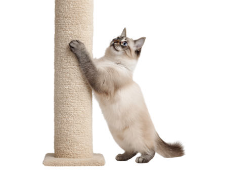 Cute Balinese or Ragdoll kitten scratching a beige post isolated on a transparent background