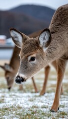Fototapeta premium White-tailed Deer Foraging in a Peaceful Winter Landscape Surrounded by Light Snowfall and Serenity
