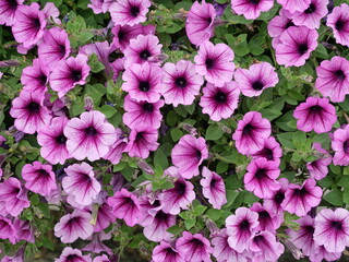 Vibrant pink Petunia flowers with delicate veining and dark centers. Close-up. Copyspace.