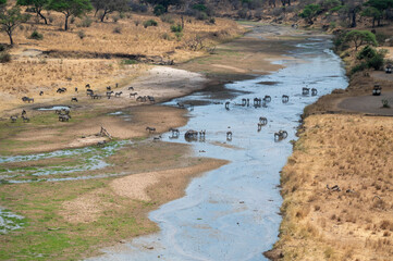a herd of zebras crossing a river