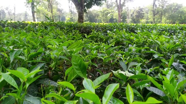 A closeup of lush green tea plants in a tea garden landscape