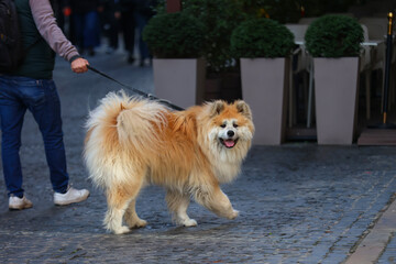 Fluffy Dog on Leash Walking on a Cobblestone Street