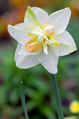 Blooming white spring daffodil, vertical projection.