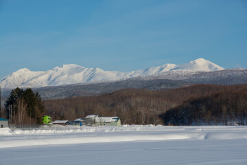 冬の晴れた日の青空を背景に黄葉のカラマツ林と山並み　大雪山
