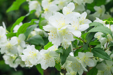 Snow-white spring blossom of apple tree in the garden.