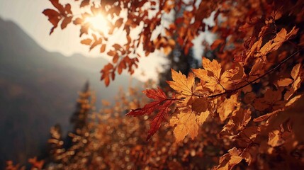 The image showcases vibrant autumn leaves illuminated by soft sunlight. The bright orange and yellow leaves are abundant, creating a warm ambiance in the natural setting.
