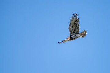 Short-toed eagle in full flight, against a blue sky.
