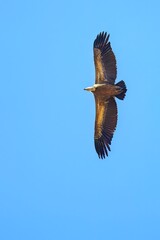 Griffon vulture soaring with wings fully spread in clear sky