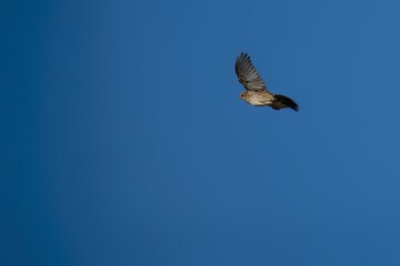 Crested lark in flight with clear blue sky