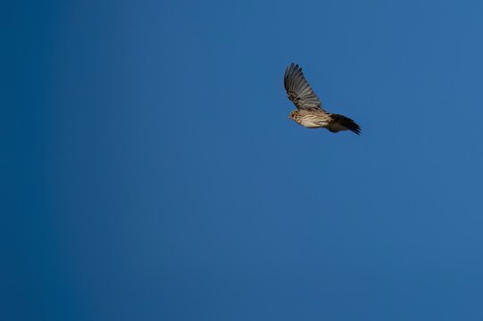 Crested lark in flight with clear blue sky