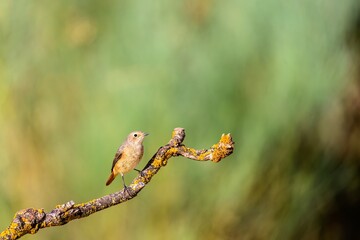 Female redstart perched on a lichen-covered tree branch
