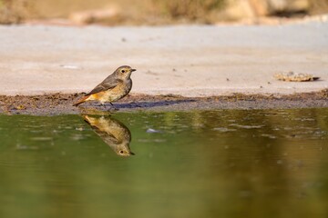 Female redstart standing at the edge of a calm water pond