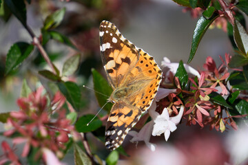 Butterfly on flowers in the garden. Painted Lady butterfly (Vanessa cardui) on a pink flower in the garden.