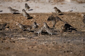Flock of rock sparrows drinking water at a natural puddle in dry terrain