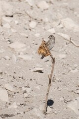 Rock sparrow perched on a lichen-covered branch with soft earthy background