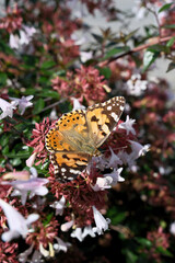 Butterfly on flowers in the garden. Painted Lady butterfly (Vanessa cardui) on a pink flower in the garden.