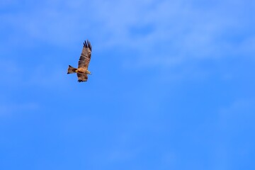 Black kite Milvus migrans soaring in clear blue sky