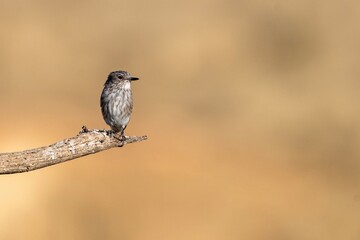 Spotted flycatcher (Muscicapa striata) perched on a dry branch with earthy background
