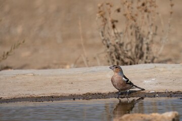 Common chaffinch (Fringilla coelebs) drinking in a pond with reflection in the water.