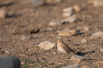 Short-toed lark standing on rocky dry ground with natural soft light