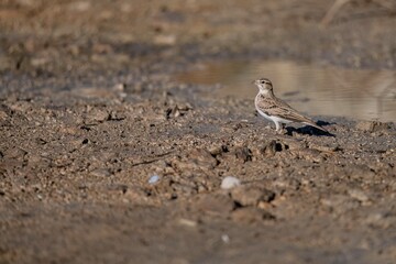 Short-toed lark standing on rocky dry ground with natural soft light